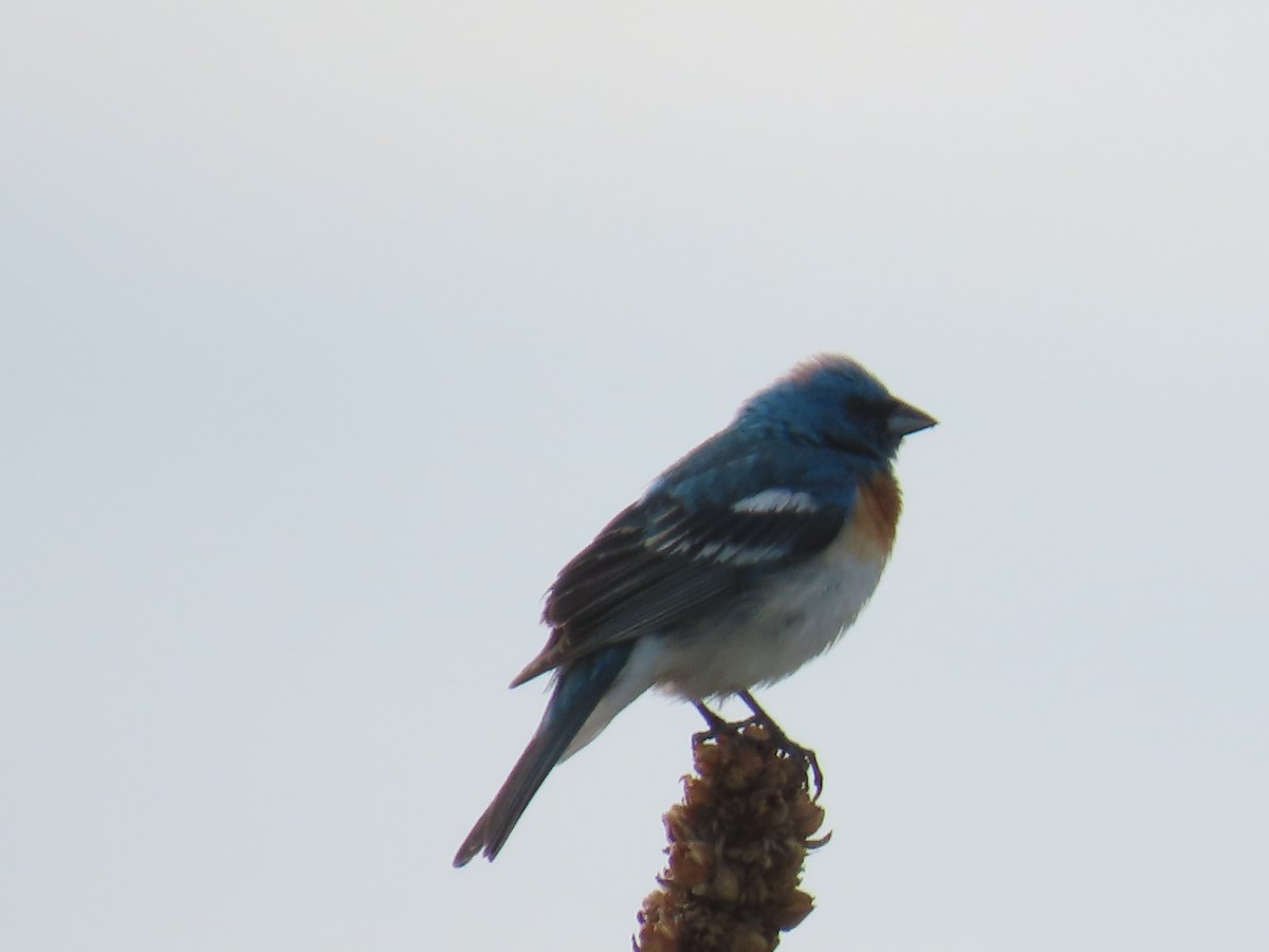 Lazuli Bunting - ML619995526