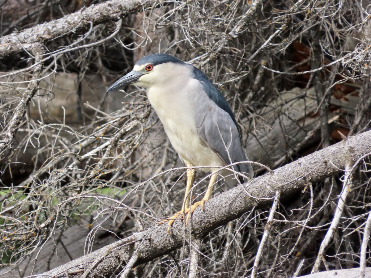 Black-crowned Night Heron - ML619995541