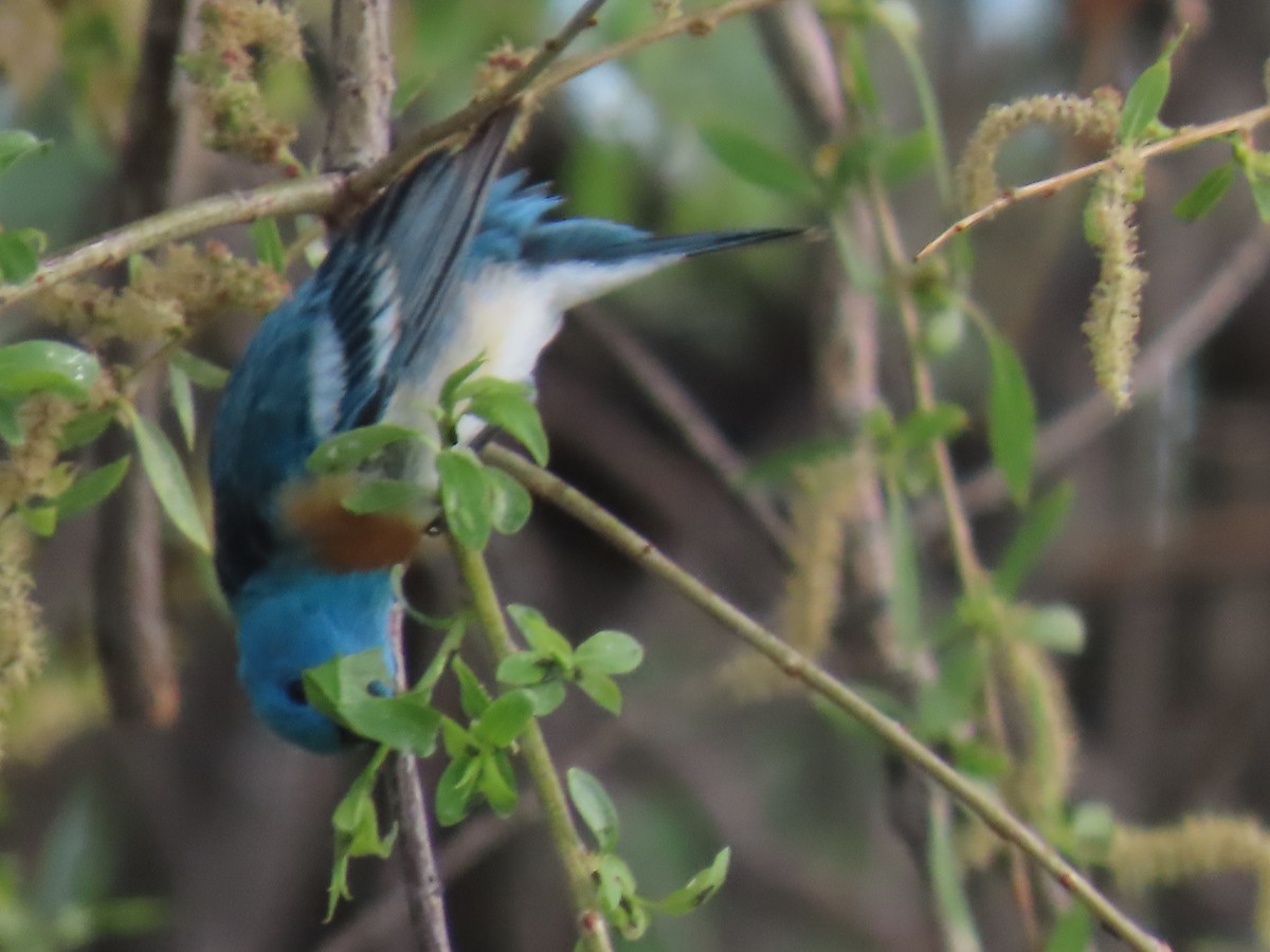 Lazuli Bunting - ML619995547