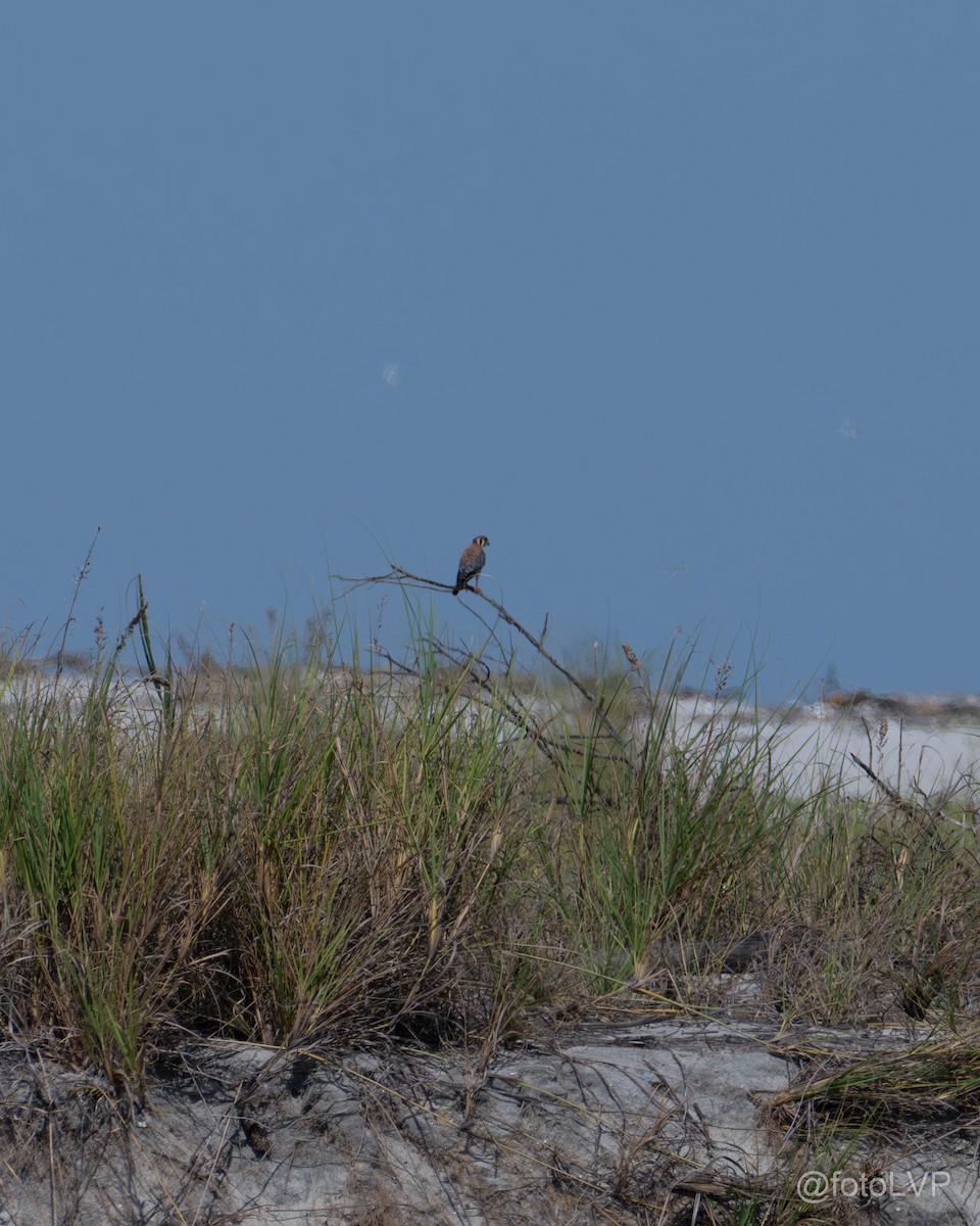 American Kestrel - ML619995549