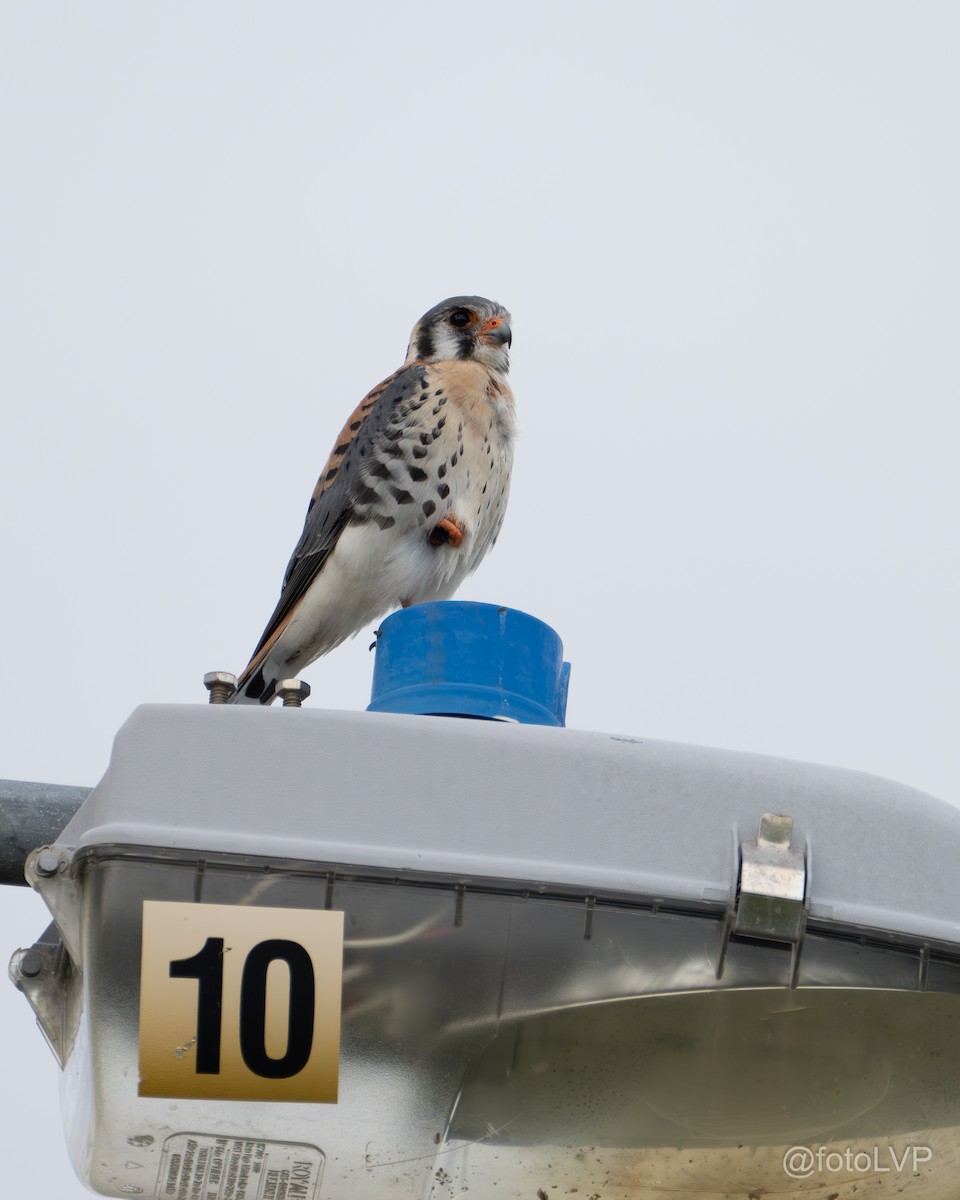 American Kestrel - ML619995551