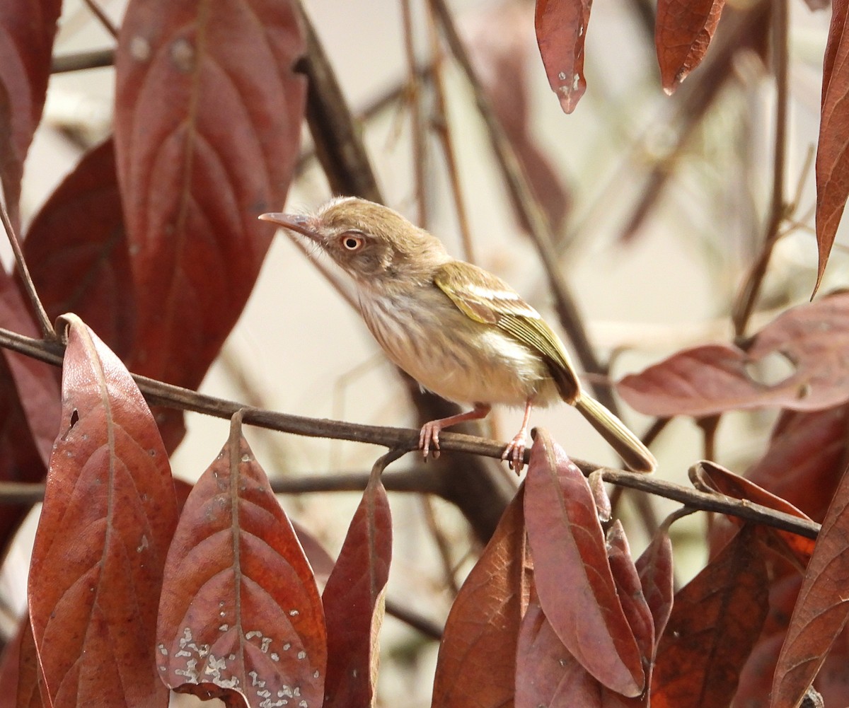 Pearly-vented Tody-Tyrant - ML619995555