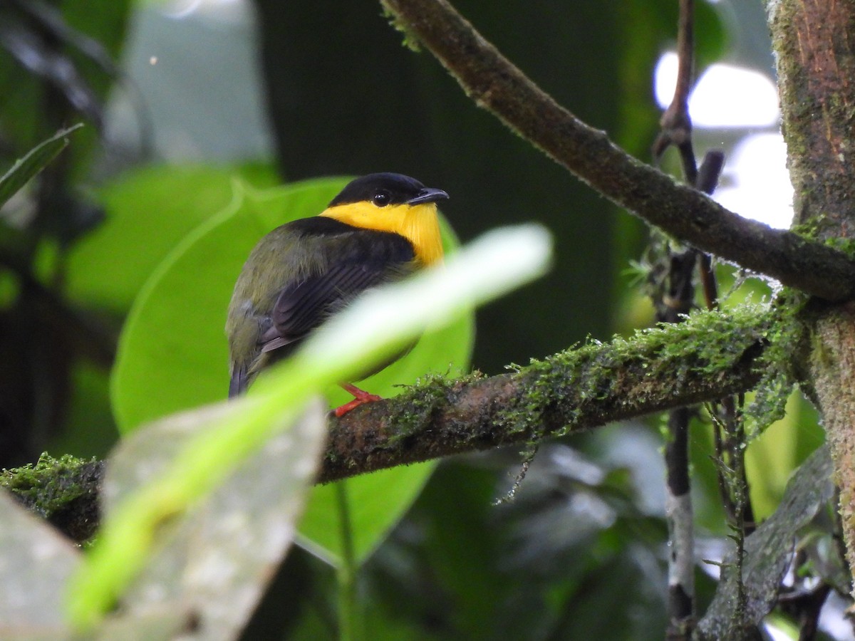 Golden-collared Manakin - ML619995557