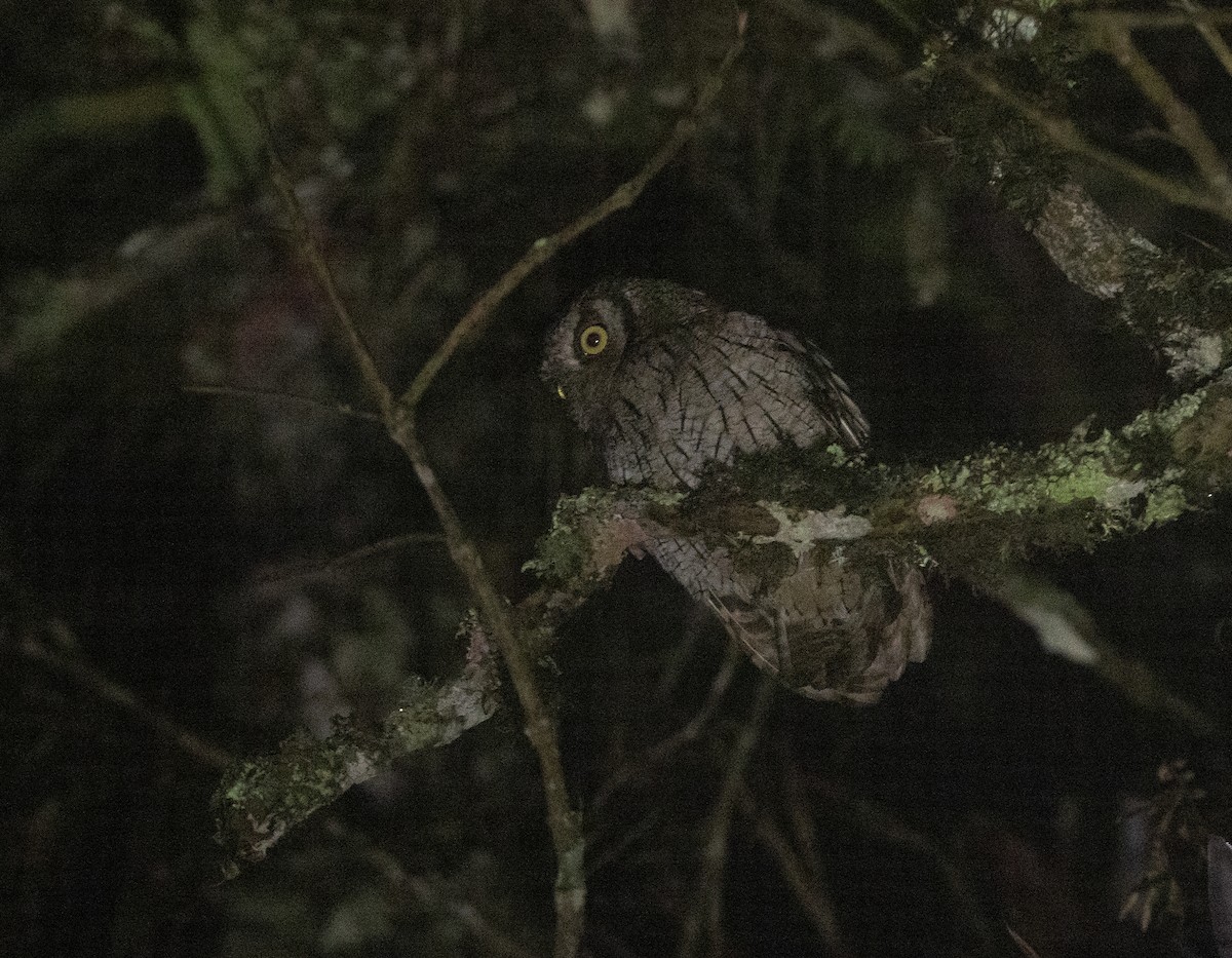 Tropical Screech-Owl - ML619995559