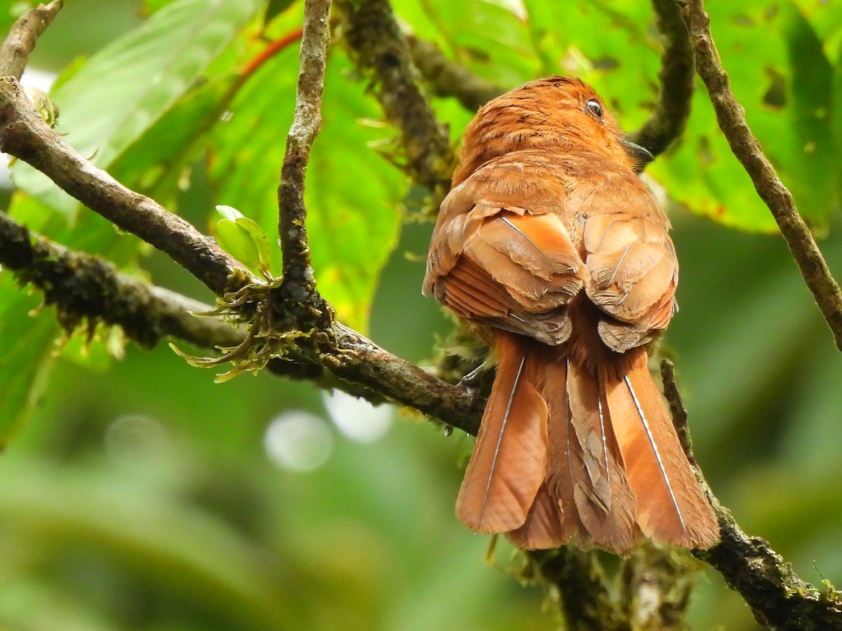 Rufous Mourner - ML619995562