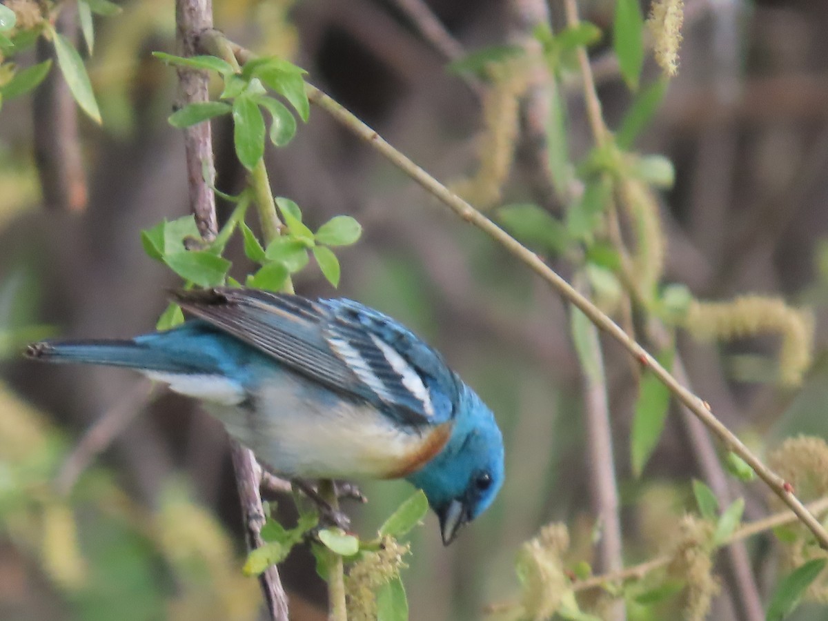 Lazuli Bunting - ML619995563