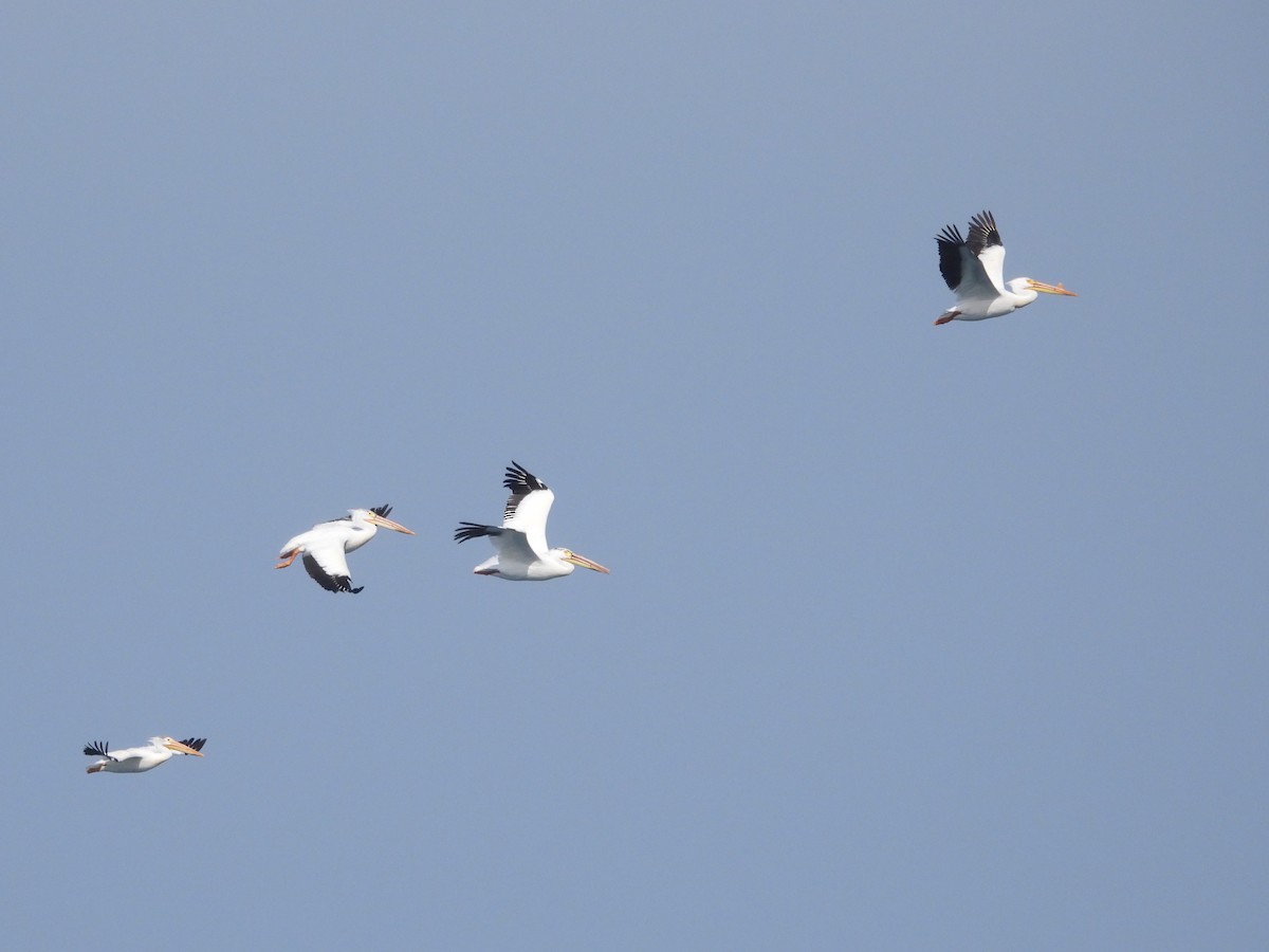 American White Pelican - ML619995568