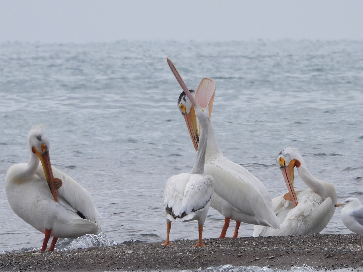 pelikán severoamerický - ML619995569