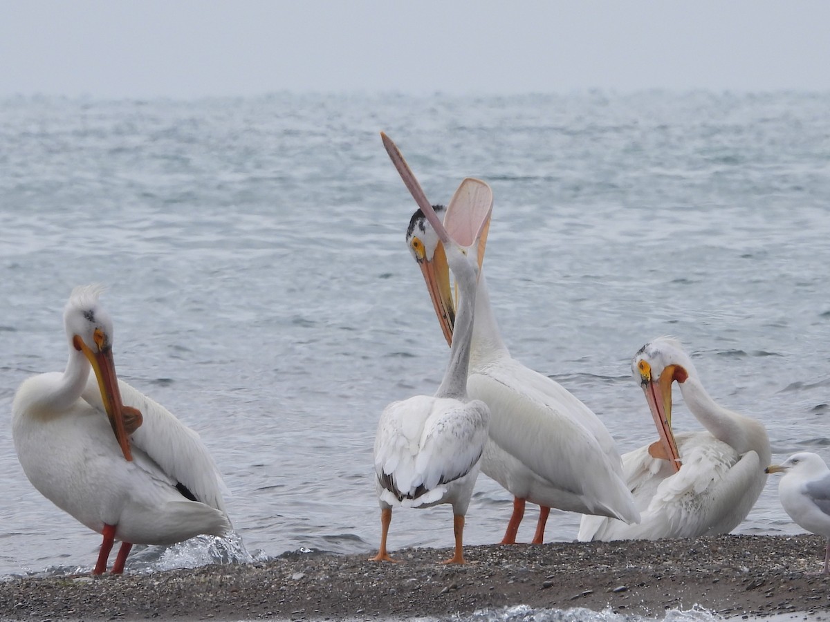 American White Pelican - ML619995569