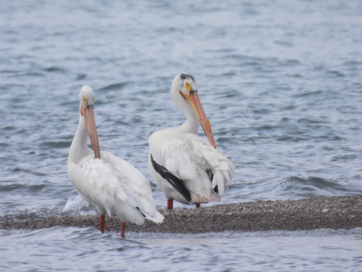 pelikán severoamerický - ML619995570