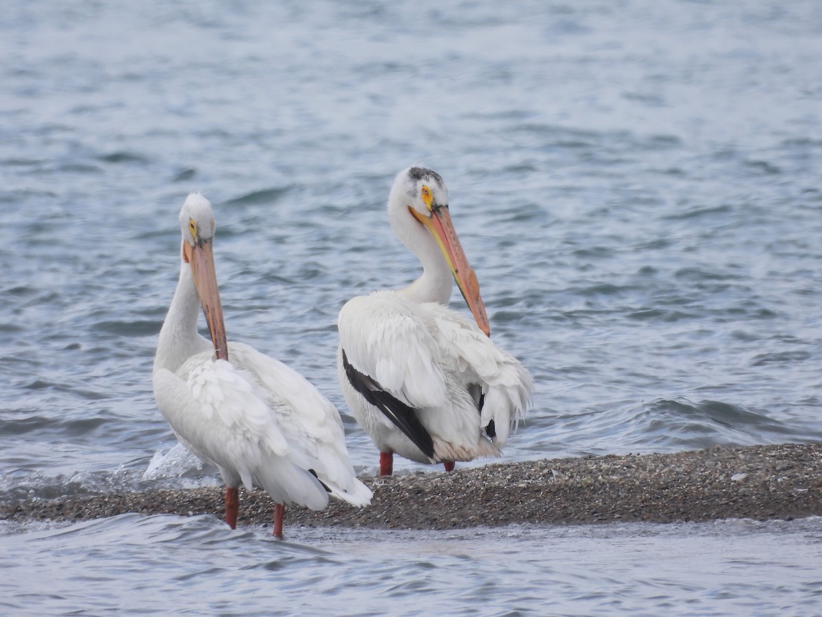 American White Pelican - ML619995570