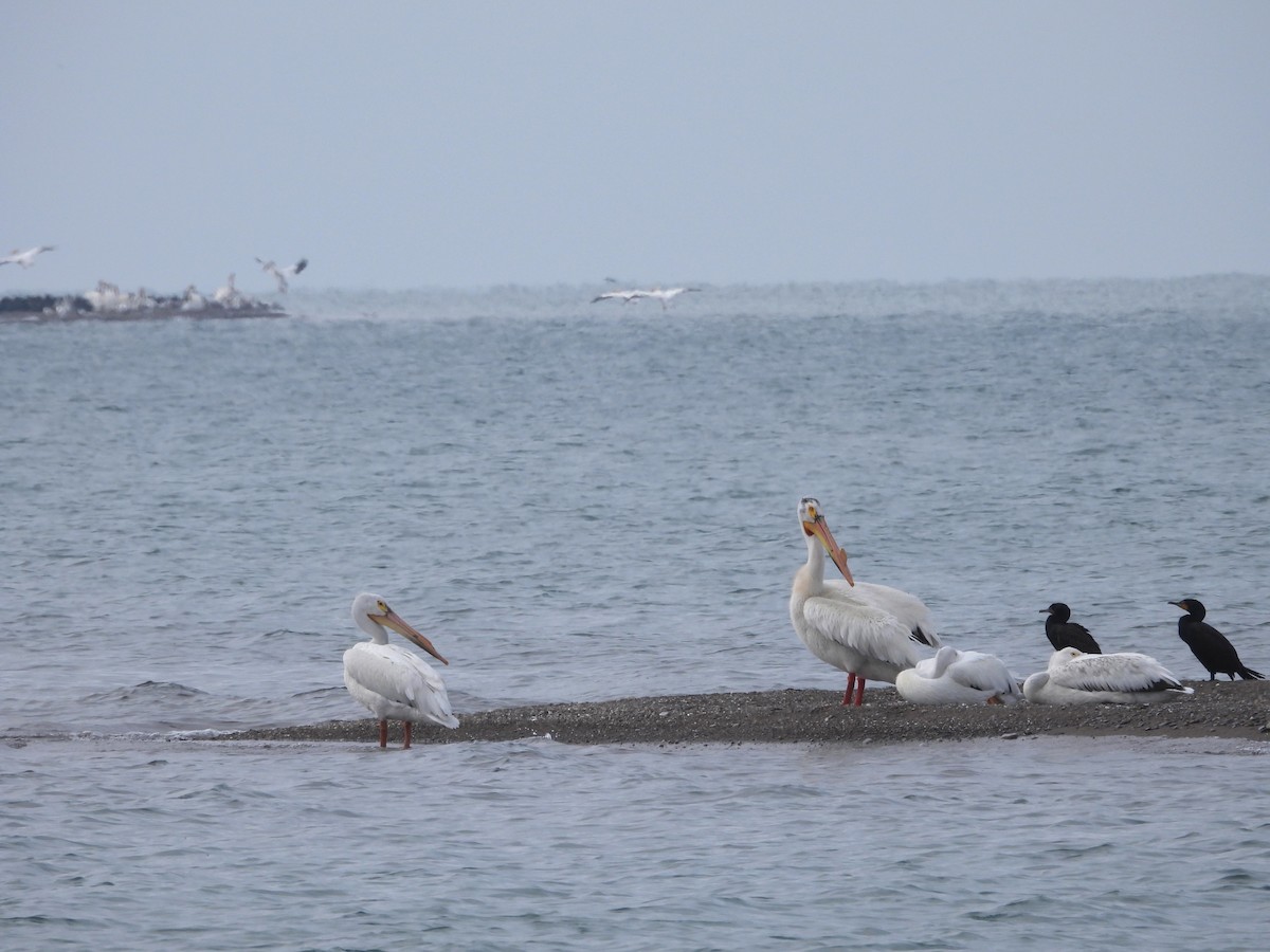 American White Pelican - ML619995571