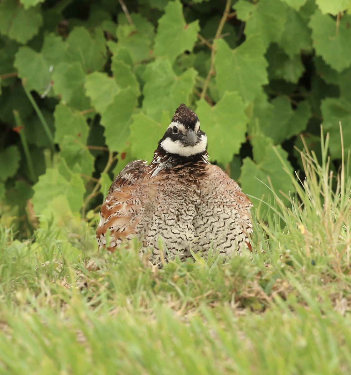 Northern Bobwhite - Lucinda Mullins