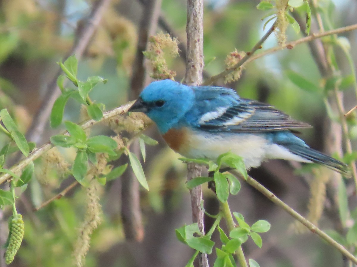 Lazuli Bunting - ML619995577