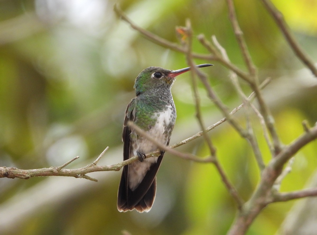 Glittering-throated Emerald - ML619995578