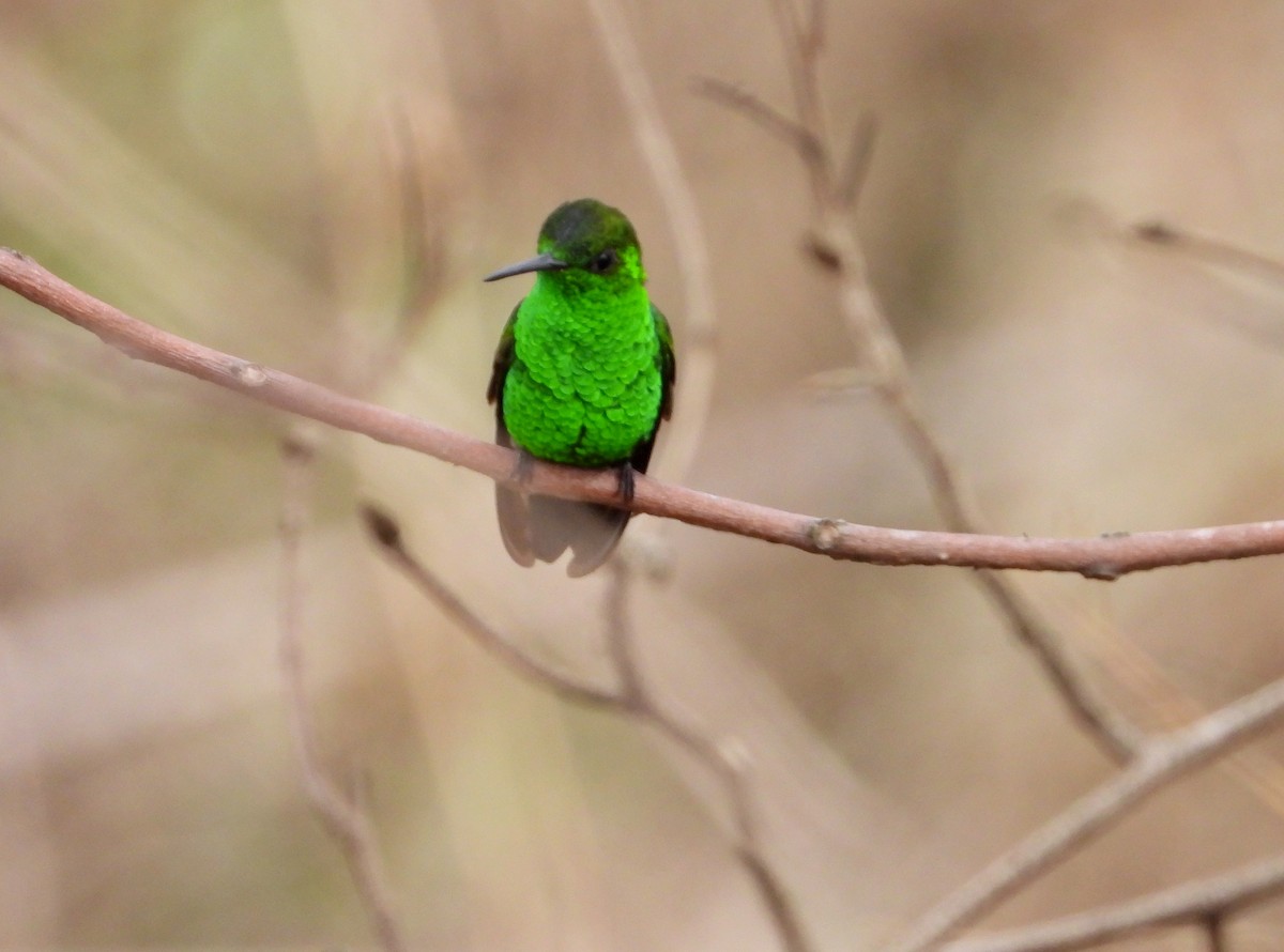 kolibřík měděnořitý - ML619995582