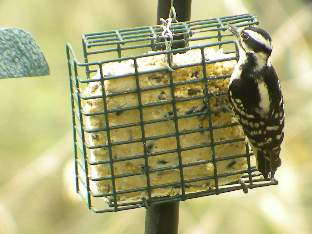 Downy Woodpecker - ML619995585