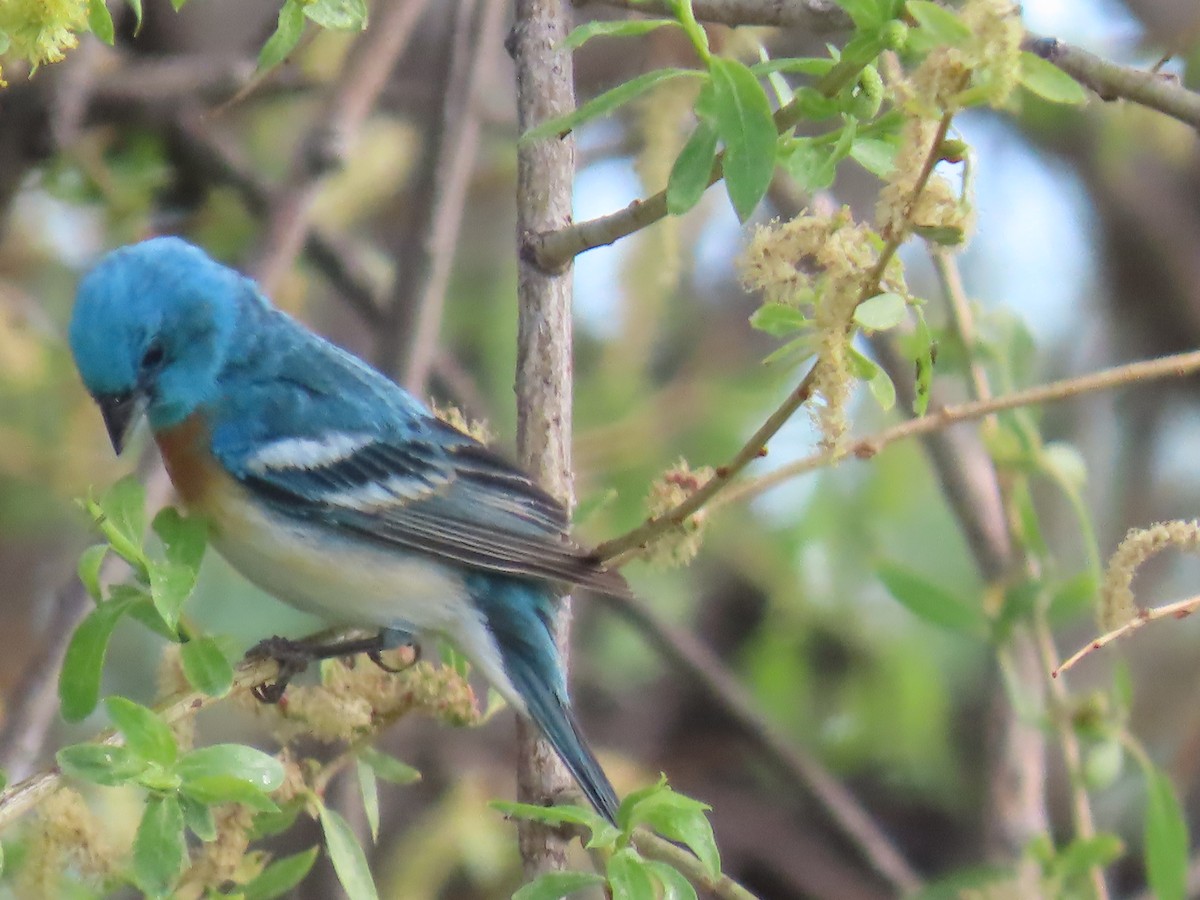 Lazuli Bunting - ML619995588