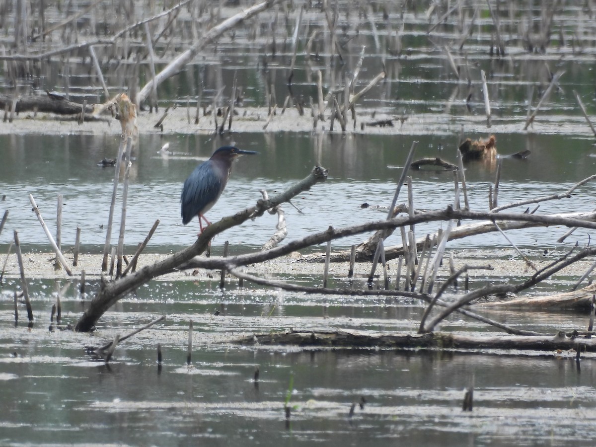 Green Heron - Debbie Wright