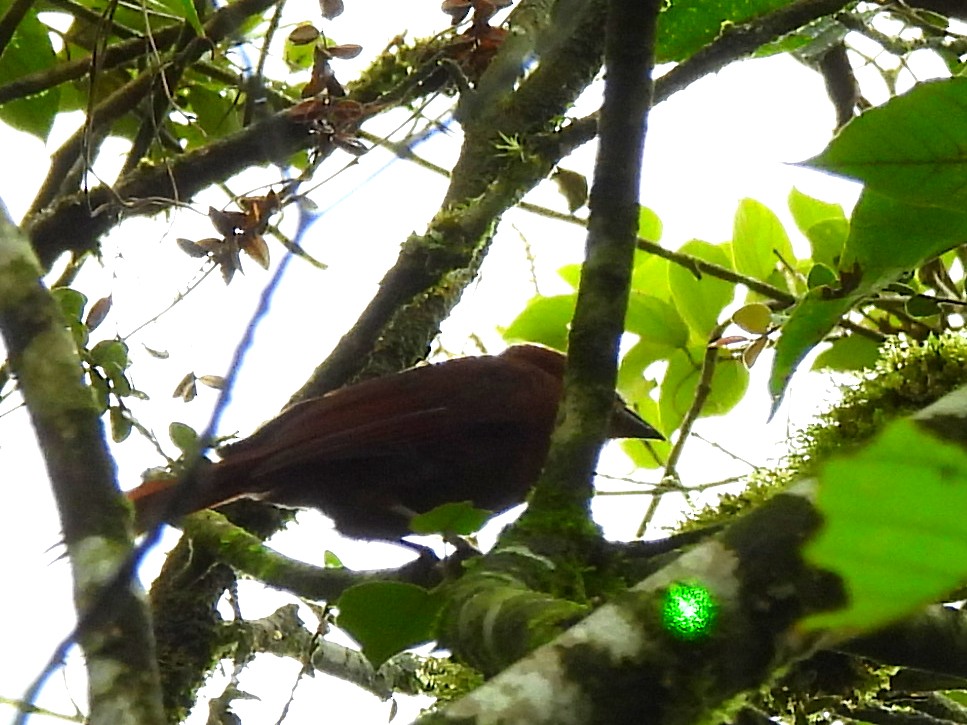 Red-crowned Ant-Tanager - ML619995596