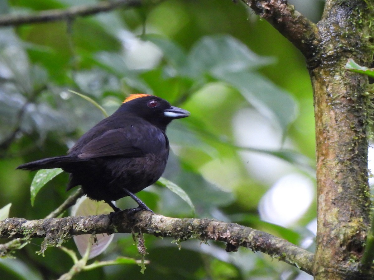 Tawny-crested Tanager - ML619995600