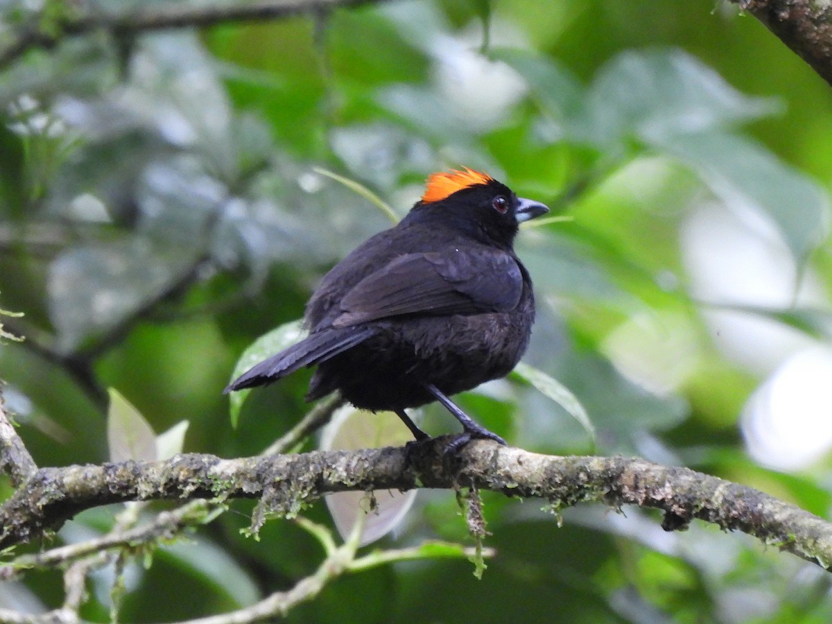 Tawny-crested Tanager - ML619995601