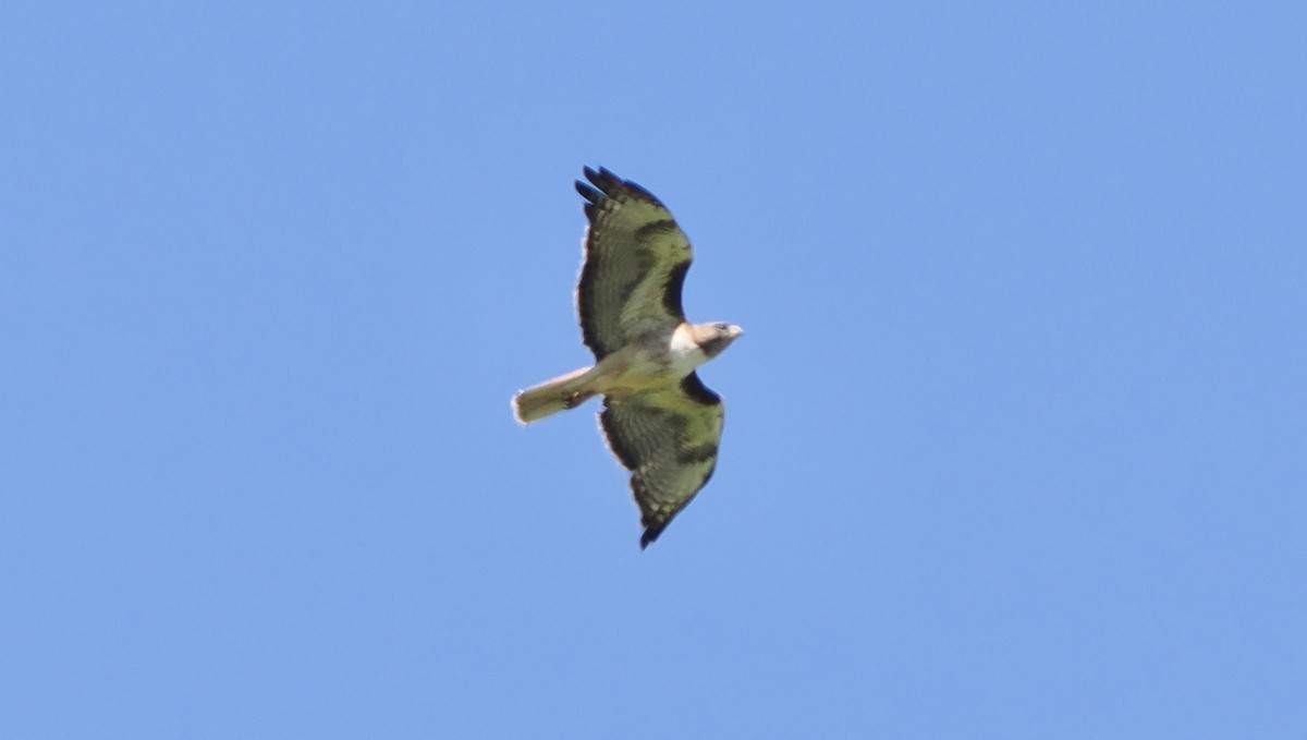 Red-tailed Hawk - ML619995603