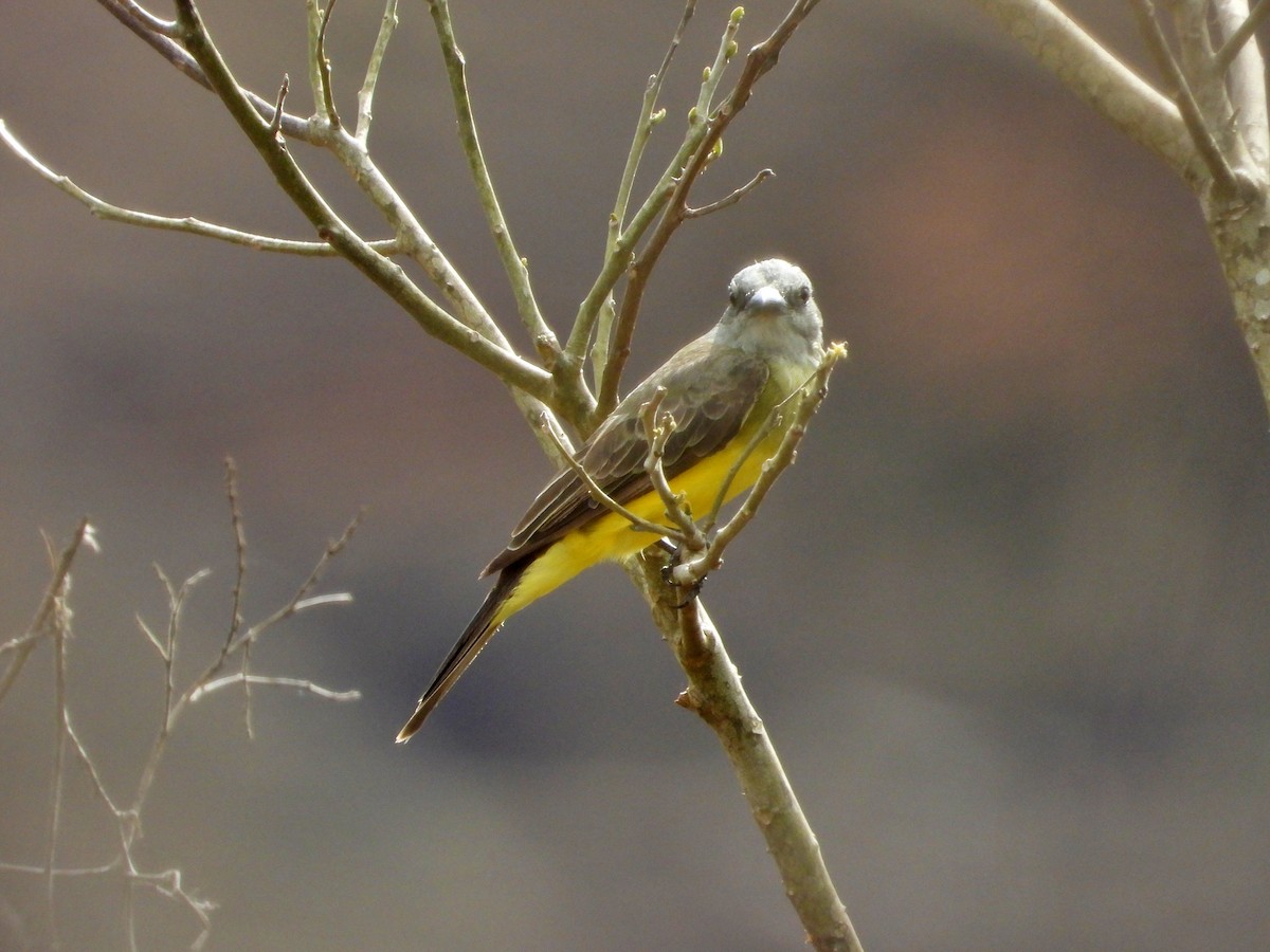 Tropical Kingbird - ML619995604