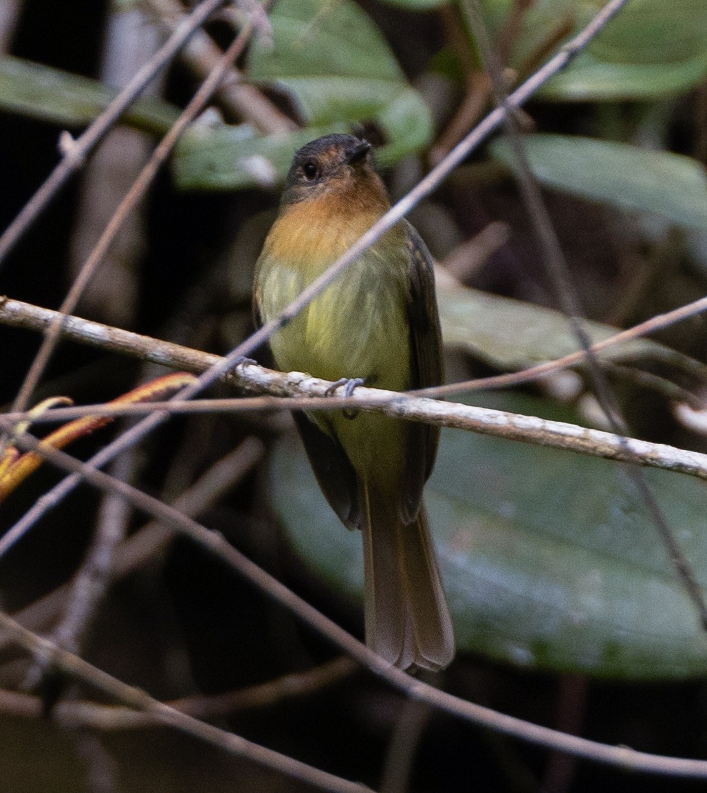 Rufous-breasted Flycatcher - David Ascanio