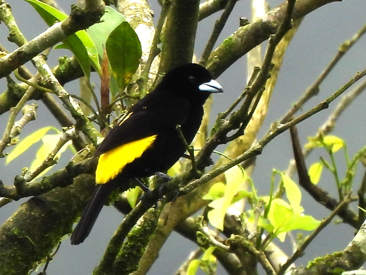 Flame-rumped Tanager - ML619995607