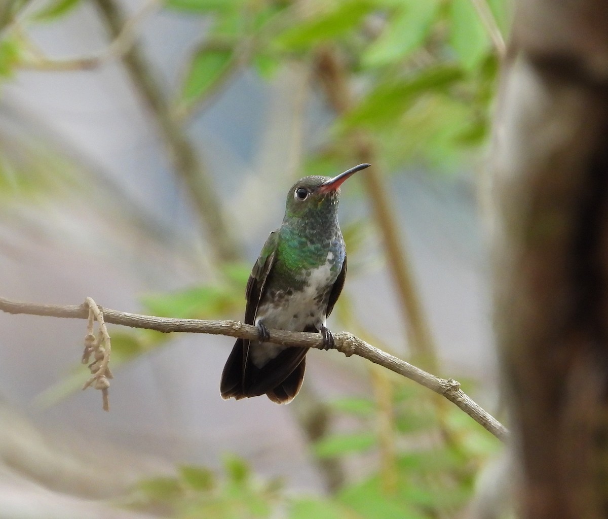 Glittering-throated Emerald - ML619995609