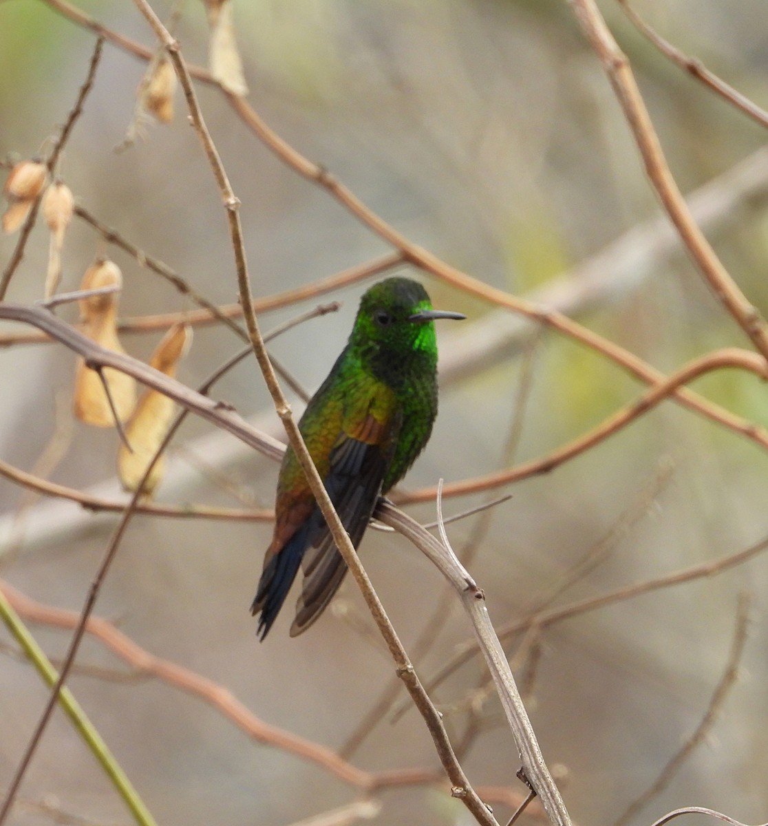 Copper-rumped Hummingbird - ML619995611