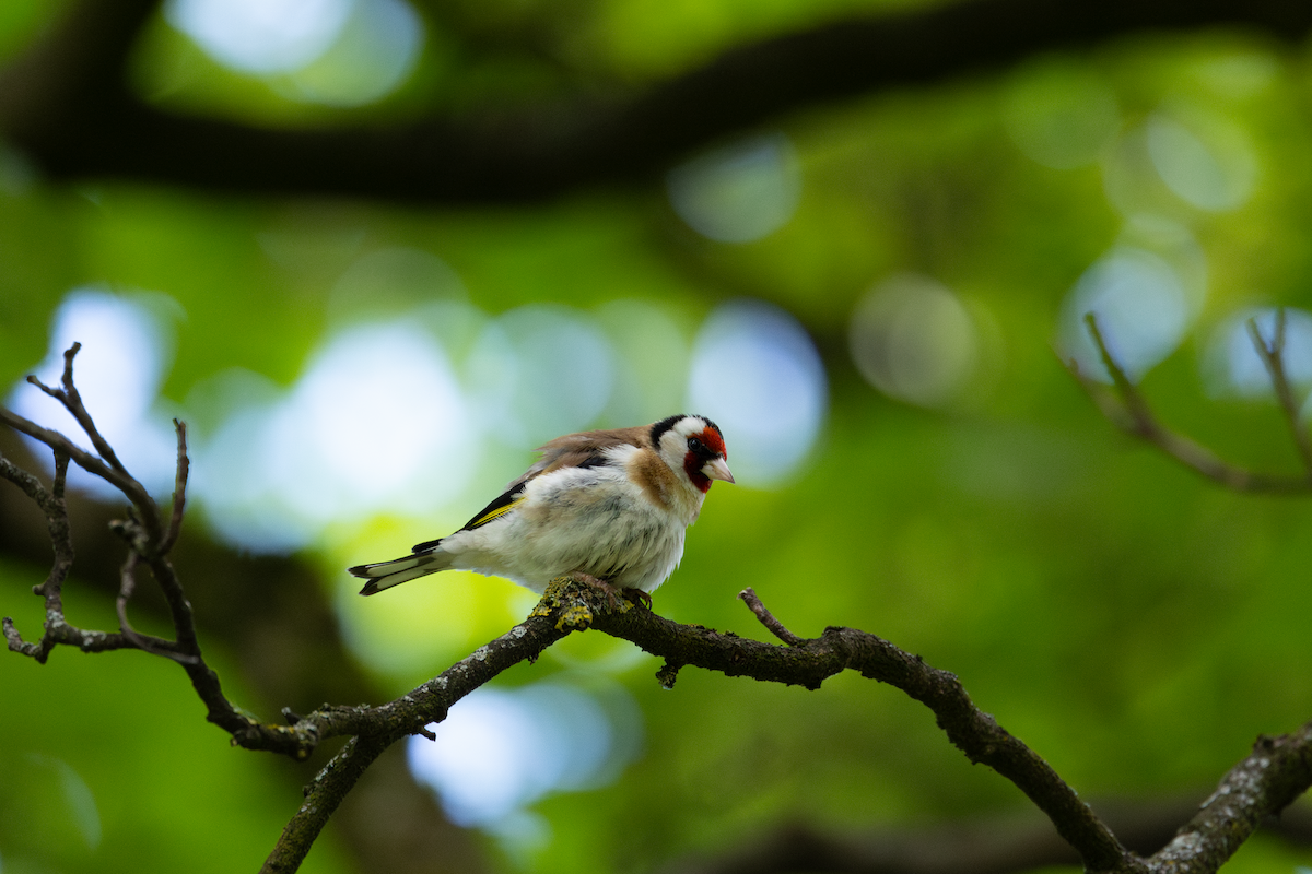 European Goldfinch - Han Tay