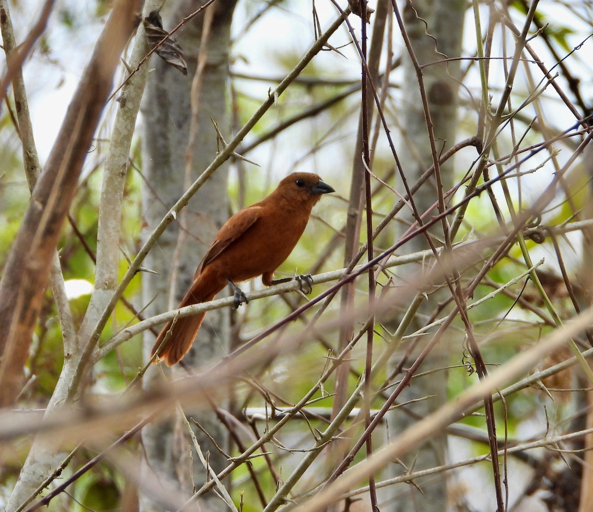 White-lined Tanager - ML619995620