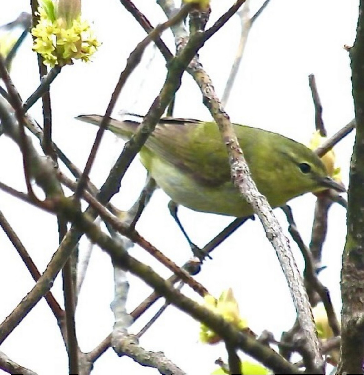 Tennessee Warbler - ML619995646