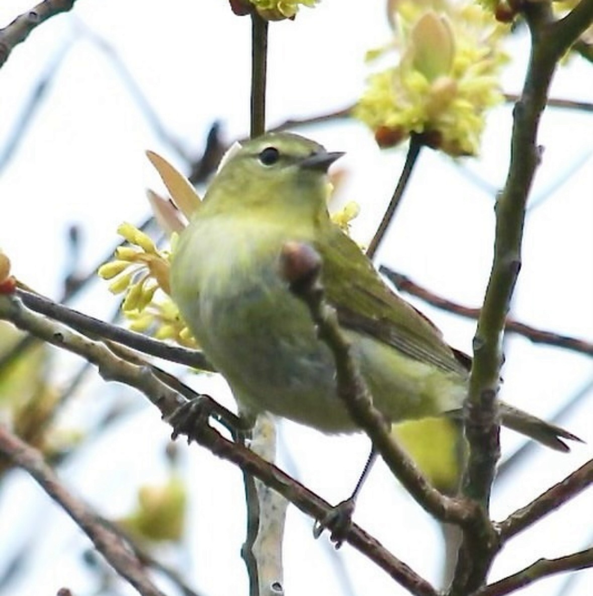 Tennessee Warbler - ML619995647