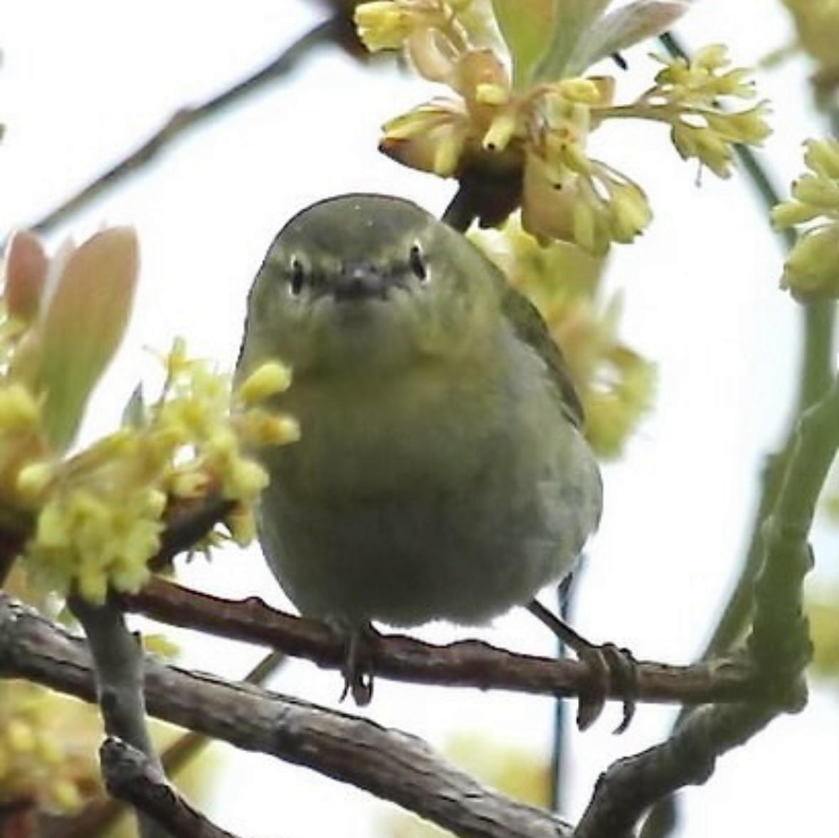 Tennessee Warbler - ML619995648