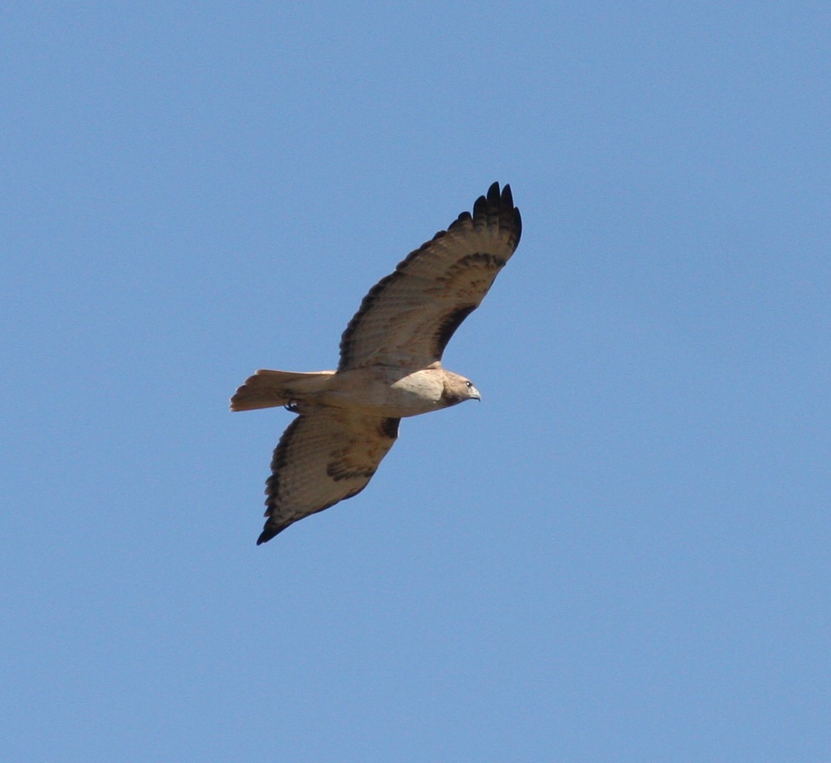 Rotschwanzbussard - ML619995649