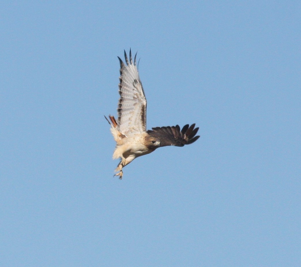 Red-tailed Hawk - ML619995651