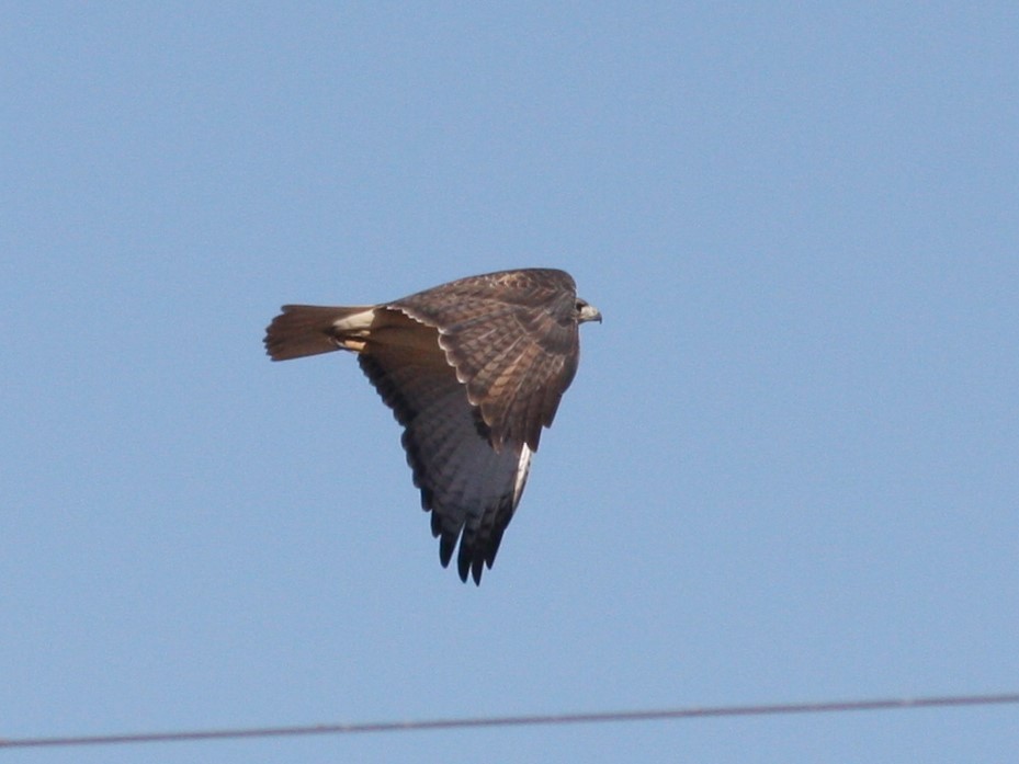 Red-tailed Hawk - ML619995654