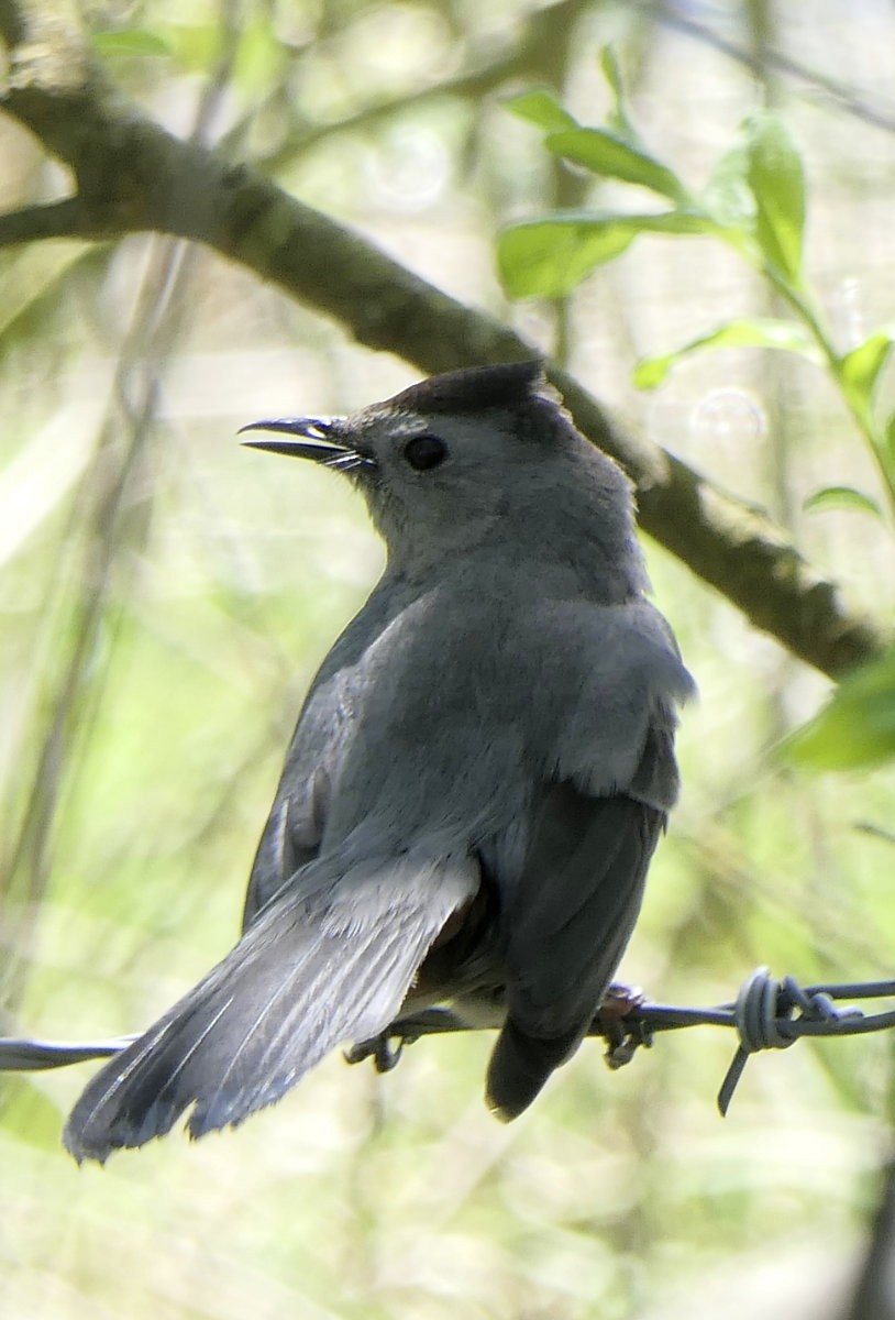 Gray Catbird - ML619995656