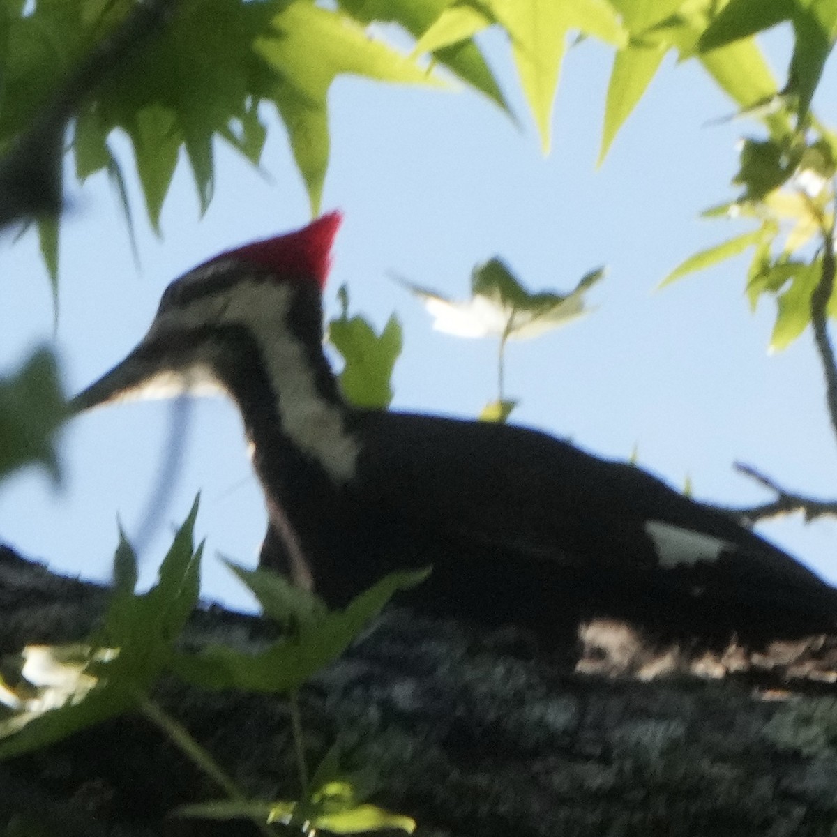 Pileated Woodpecker - ML619995659