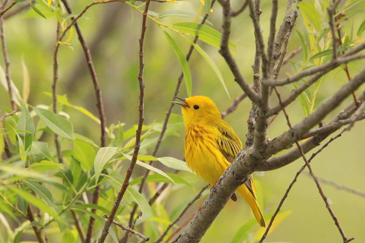 Yellow Warbler - ML619995664