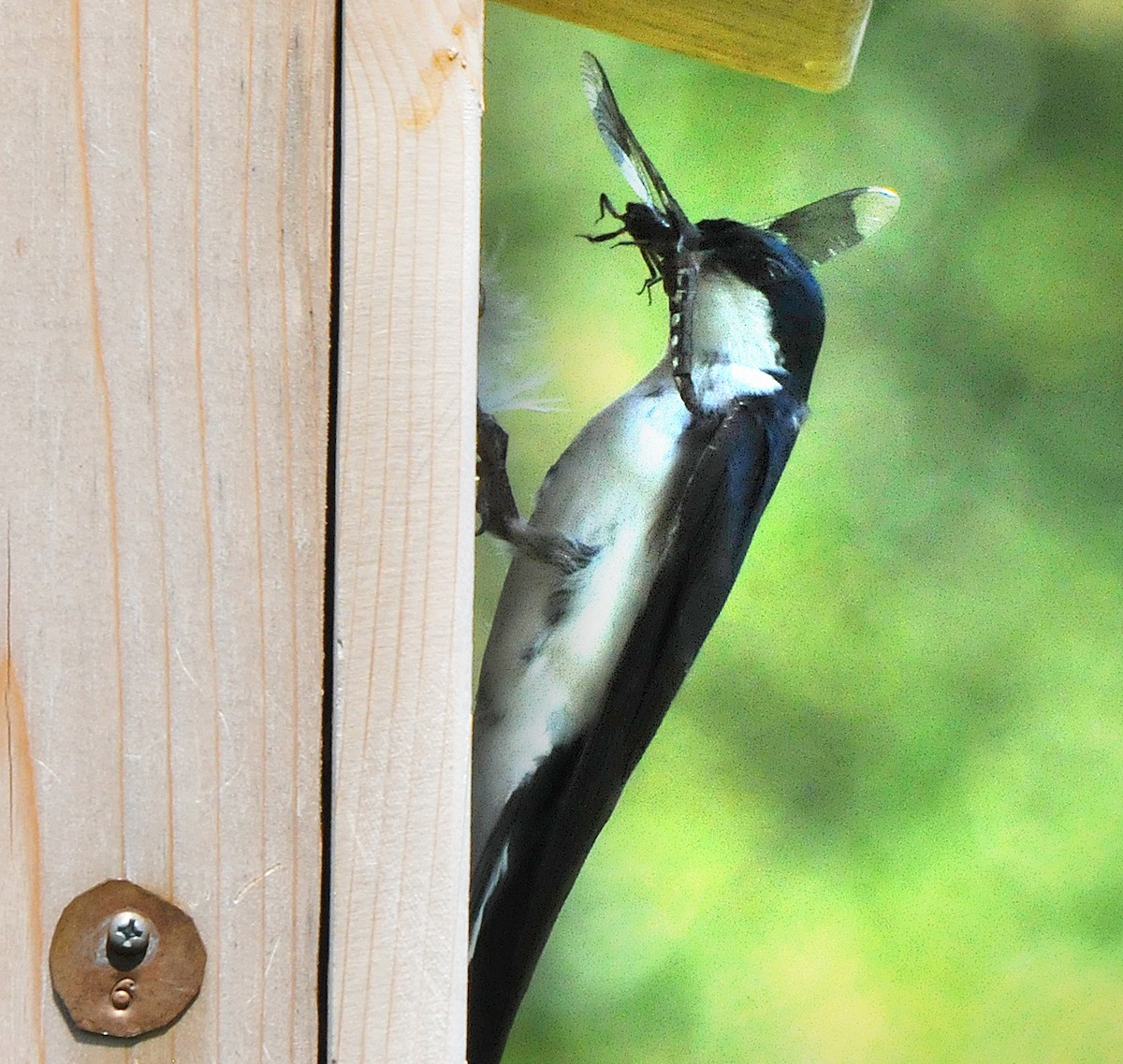 Tree Swallow - ML619995674