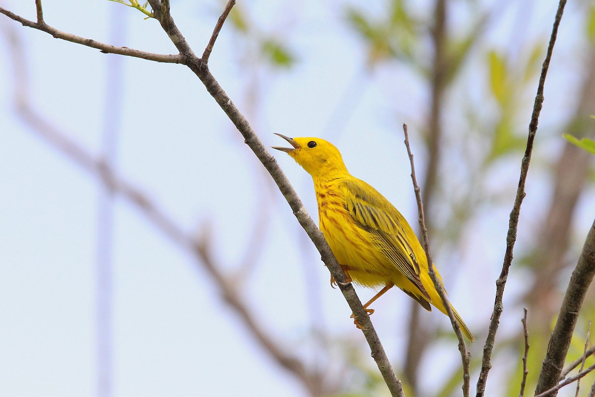 Yellow Warbler - ML619995675