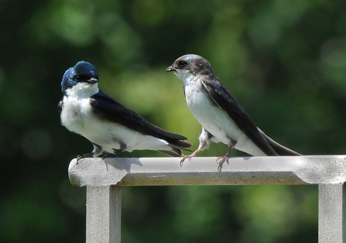 Tree Swallow - ML619995677