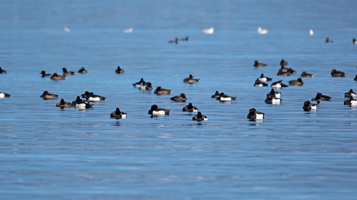 Tufted Duck - ML619995685