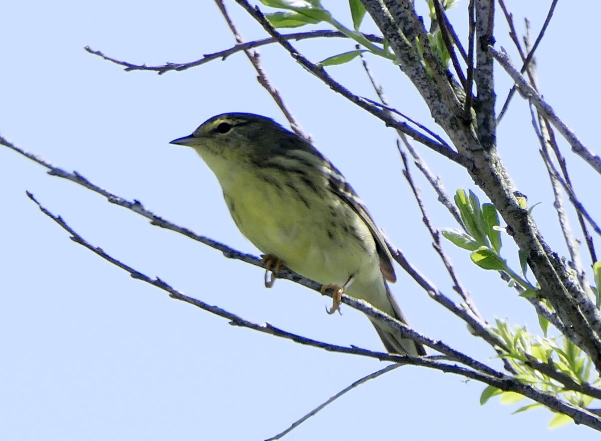 Blackpoll Warbler - ML619995699