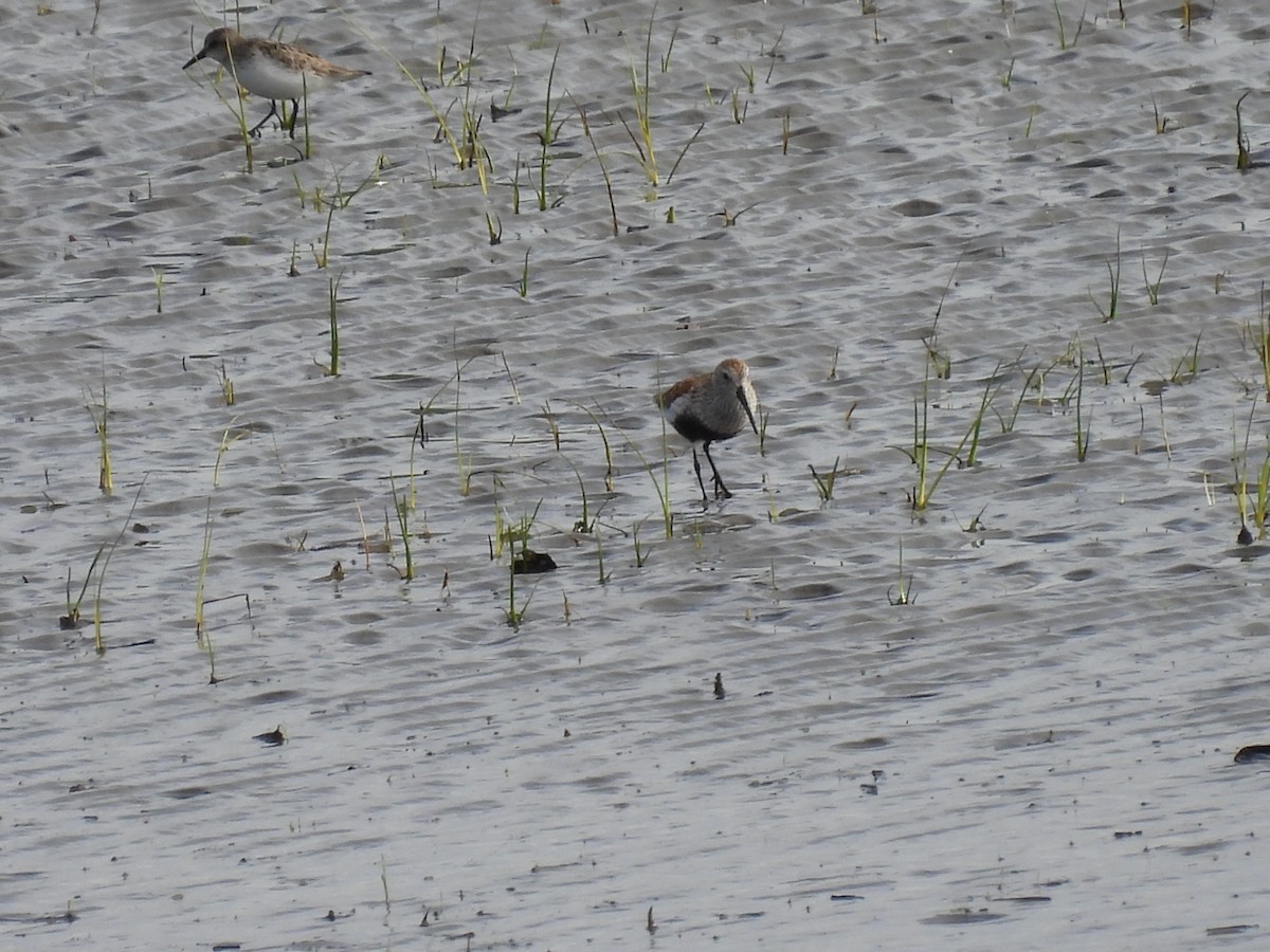 Dunlin - ML619995709