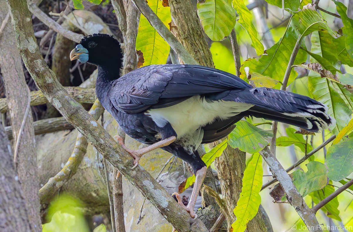 Blue-billed Curassow - ML619995712